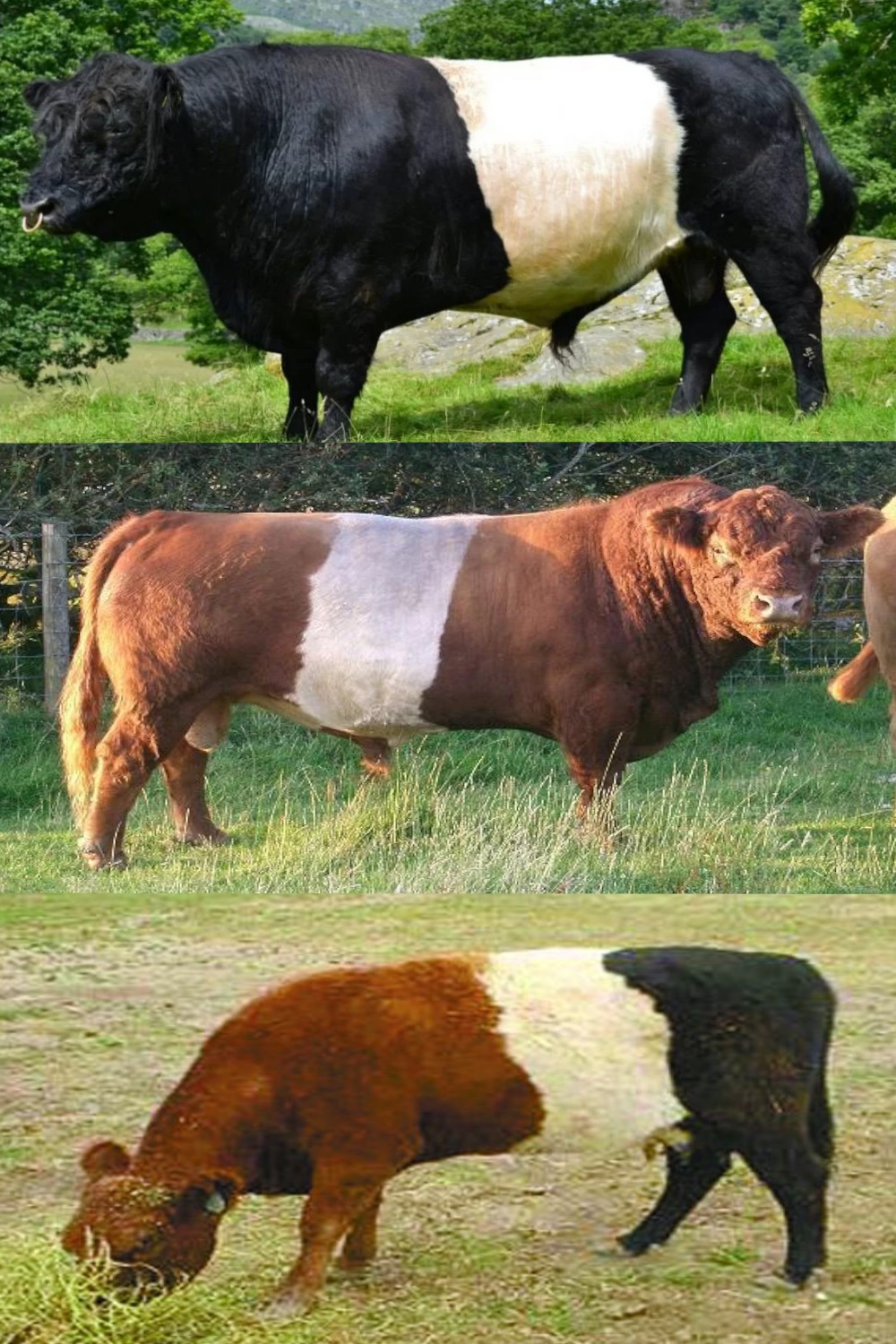(image for) Belted Galloway Cattle Design Wild Rag
